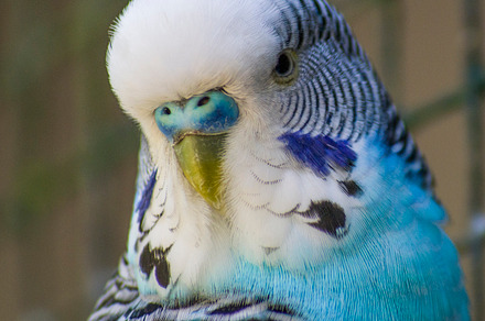 Budgie I