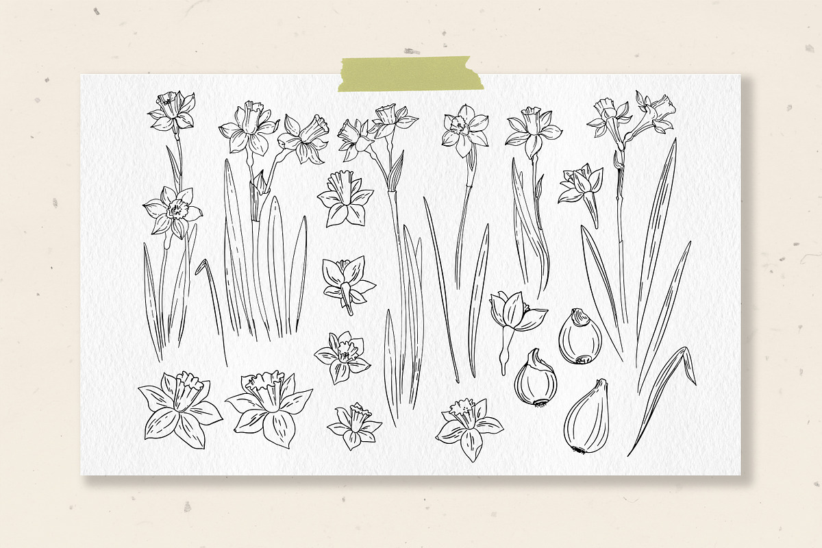 Daffodils. Sketch spring flowers, an Illustration by irina.vaneeva (Photo 4 of 4)