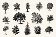 Trees - Vintage Illustrations Set, an Illustration by Graphic Goods (Thumbnail 3 of 10)