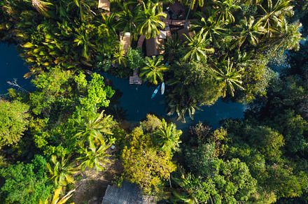 High angle coconut tree plantation on a tropical island, a Nature Photo by Art Rachen