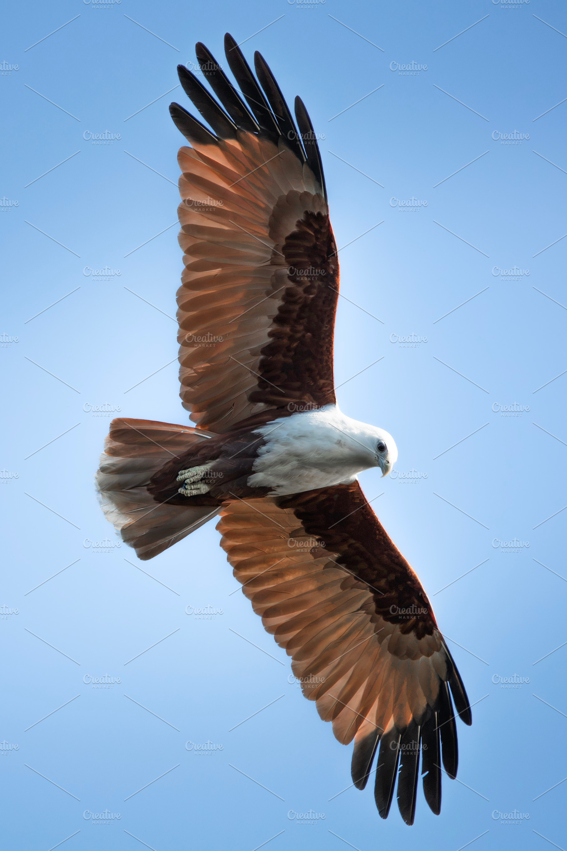 Brahminy Kite, an Animal Photo by Rob D Animal Photography