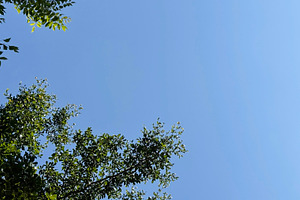 Black Afara with blue sky, a Nature Photo by ArtBackground