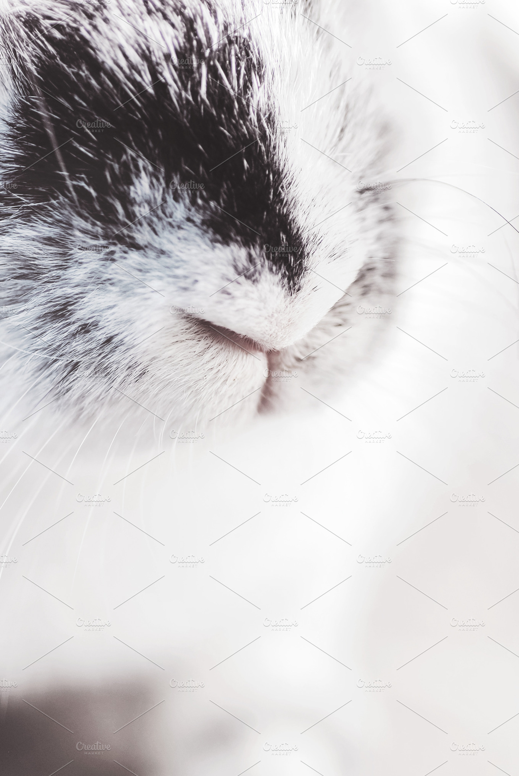 B&W Harlequin Rabbit Photo, an Animal Photo by Alicia Youngken Photo's