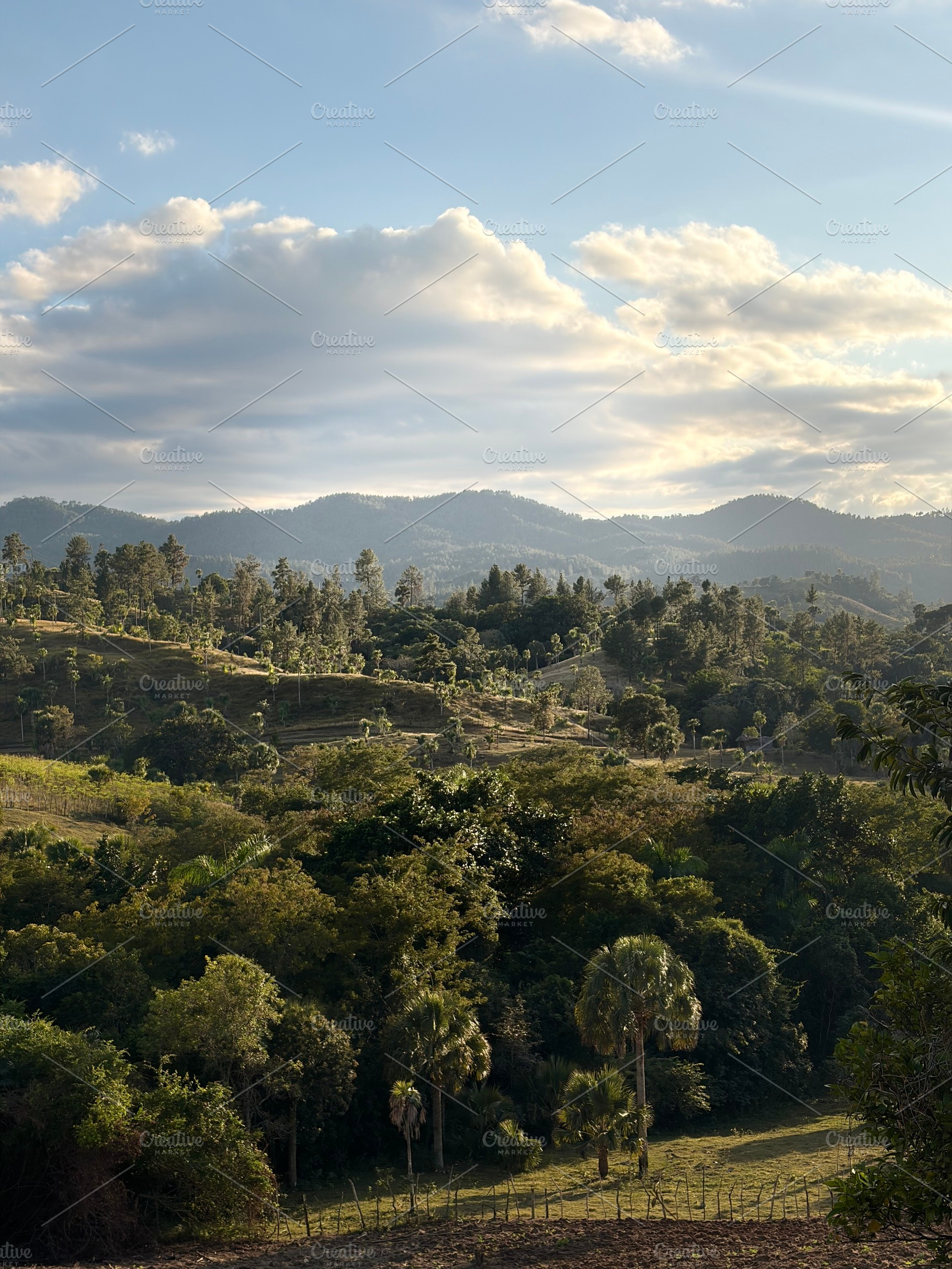 Hills And Palm Tree, a Nature Photo by Color FFF