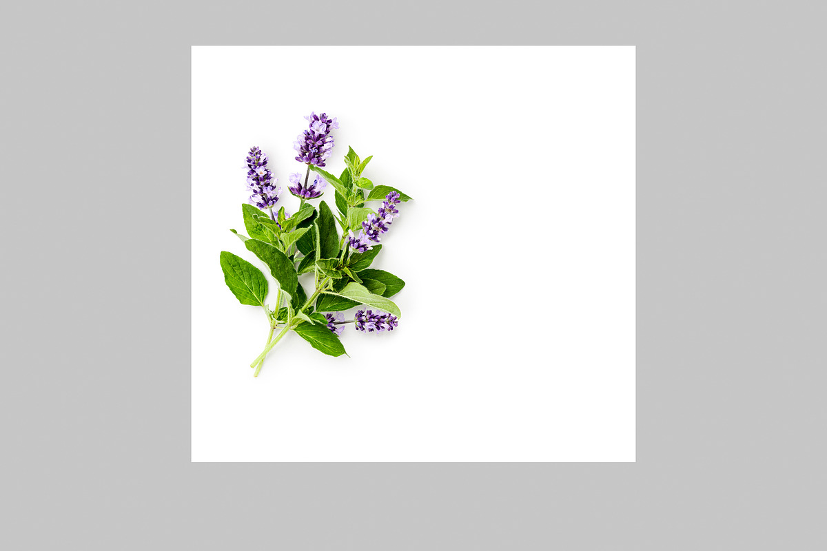 Lavender Herb Photo Pack, a Nature Photo by ifiStudio (Photo 11 of 14)