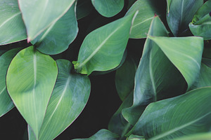 Minimalist Tropical Leaf Background, a Nature Photo by René Jordaan Photography