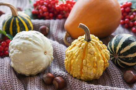 A rustic autumn still life with pumpkins, a Food & Drink Photo by Olena Rudo
