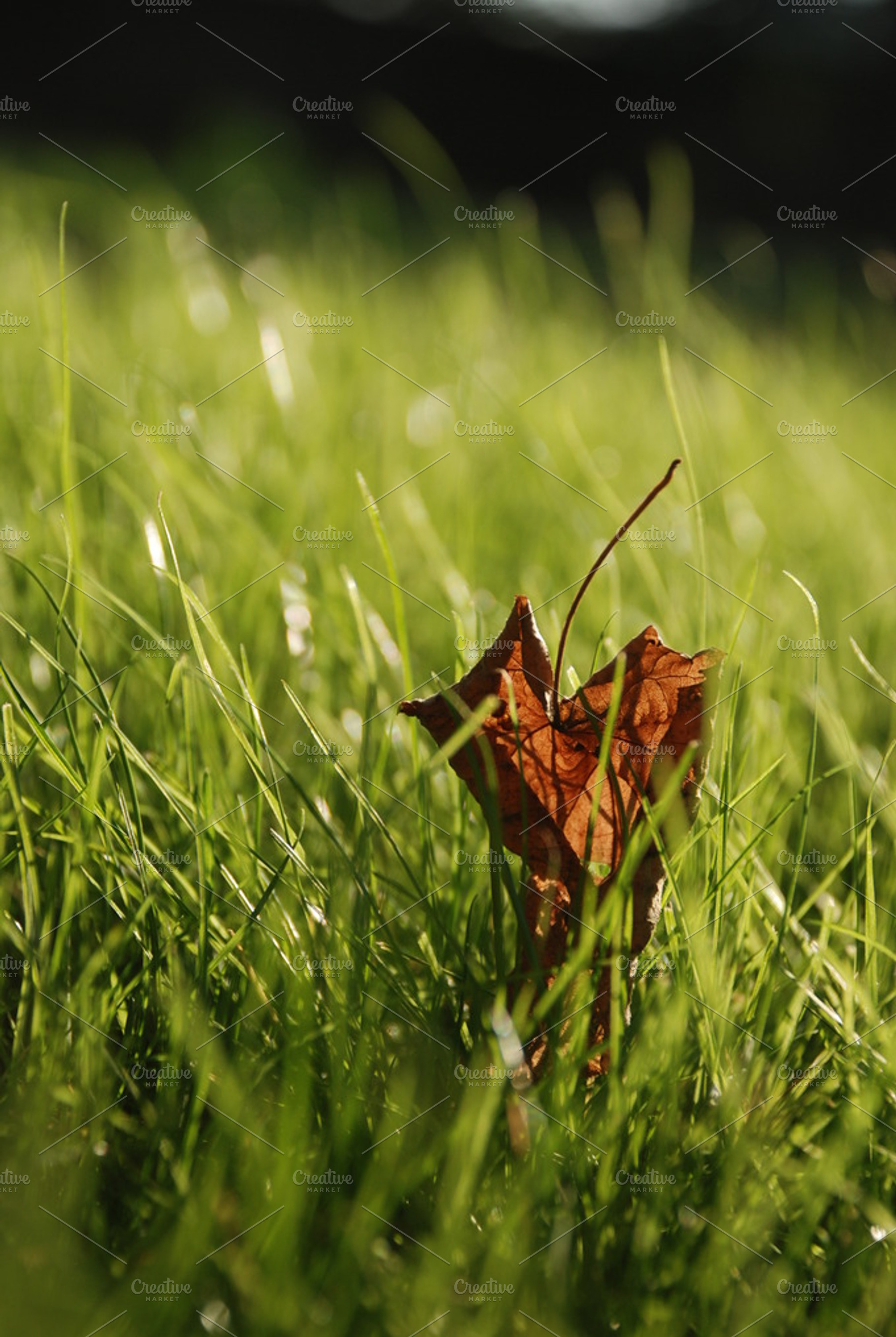 First day of fall stock photo containing fall and autumn, a Nature Photo by viamorone