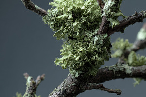 Twig with Lichen on Dark Background, a Nature Photo by Virgo Studio