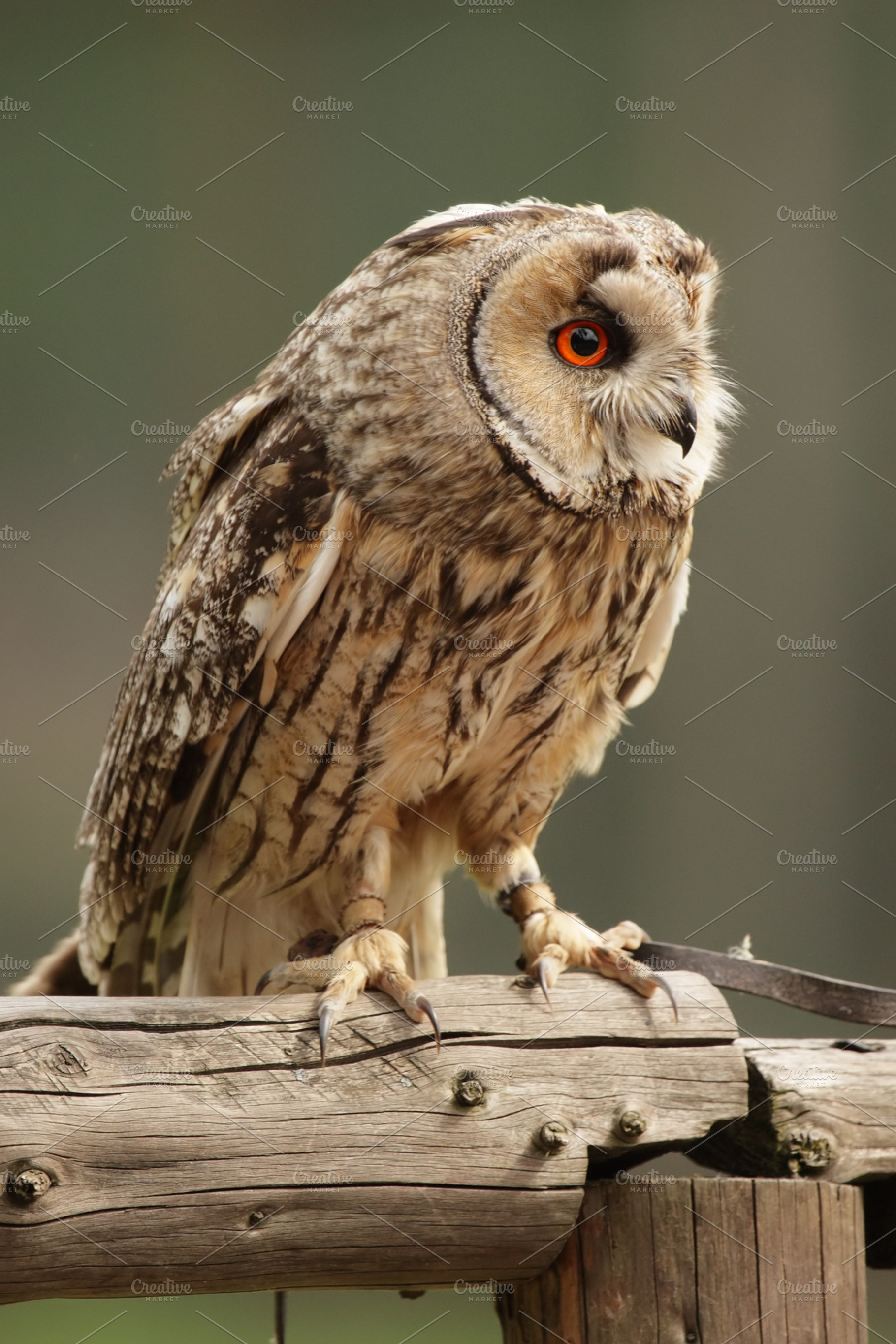 Longeared owl asio otus stock photo containing asio and otus, an Animal Photo by DirkR