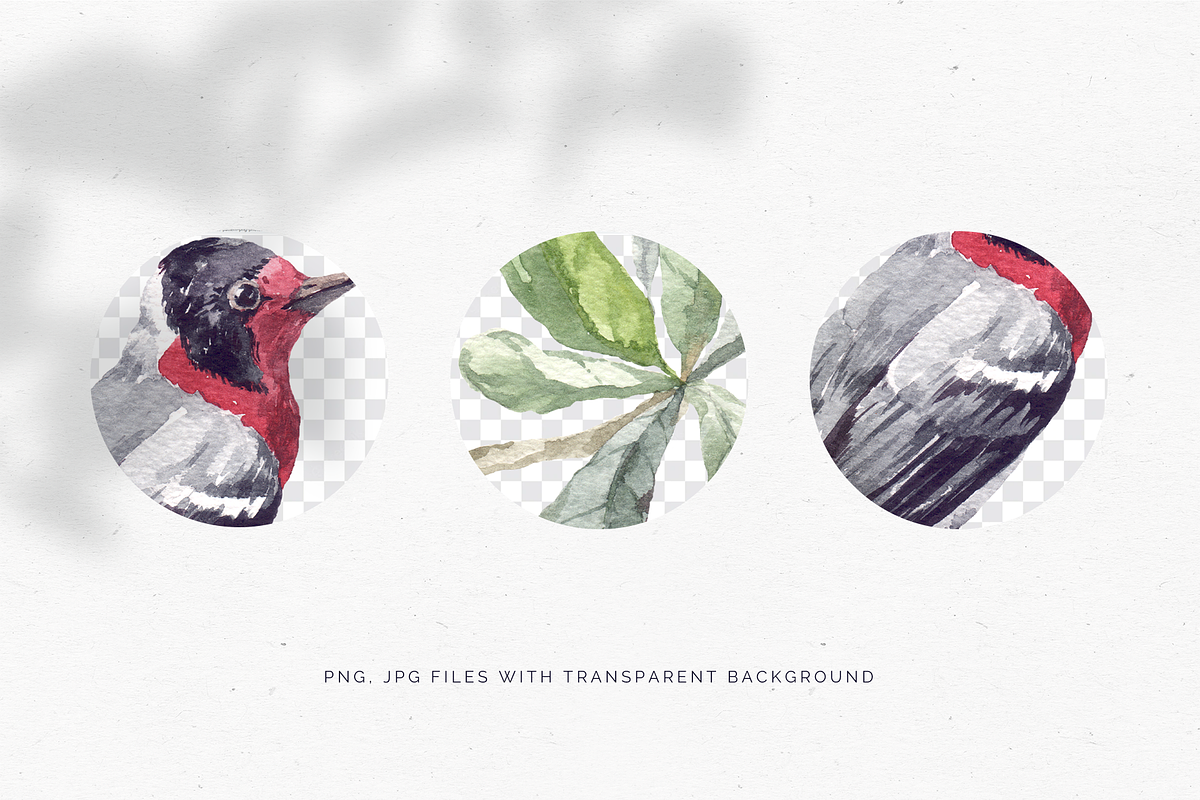 Bullfinch watercolor illustration, an Animal Illustration by Tilling (Photo 2 of 4)