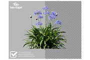 60 Assorted Plants Photo Overlays, a Nature Photo by KenScape (Thumbnail 2 of 3)