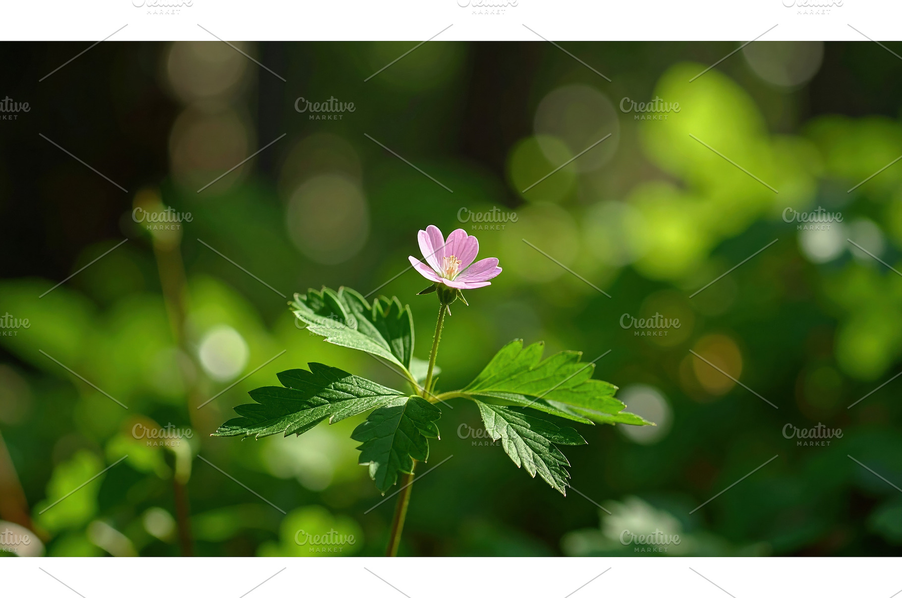 Delicate pink wildflower blooming, a Nature Photo by Igor Tichonow