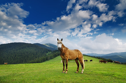 Carpathian mountains containing horse, meadow, and agriculture, a Nature Photo by Nature and travel