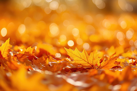 Autumn leaves in vibrant orange, a Photo by Pavel_design