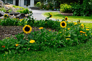 Garden with sunflowers and vibrant flowers in Reykjavik, Iceland during summer, a Photo by AS photostudio
