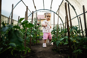 Young child exploring a vibrant greenhouse filled with lush tomato plants, a Person Photo by AS photostudio