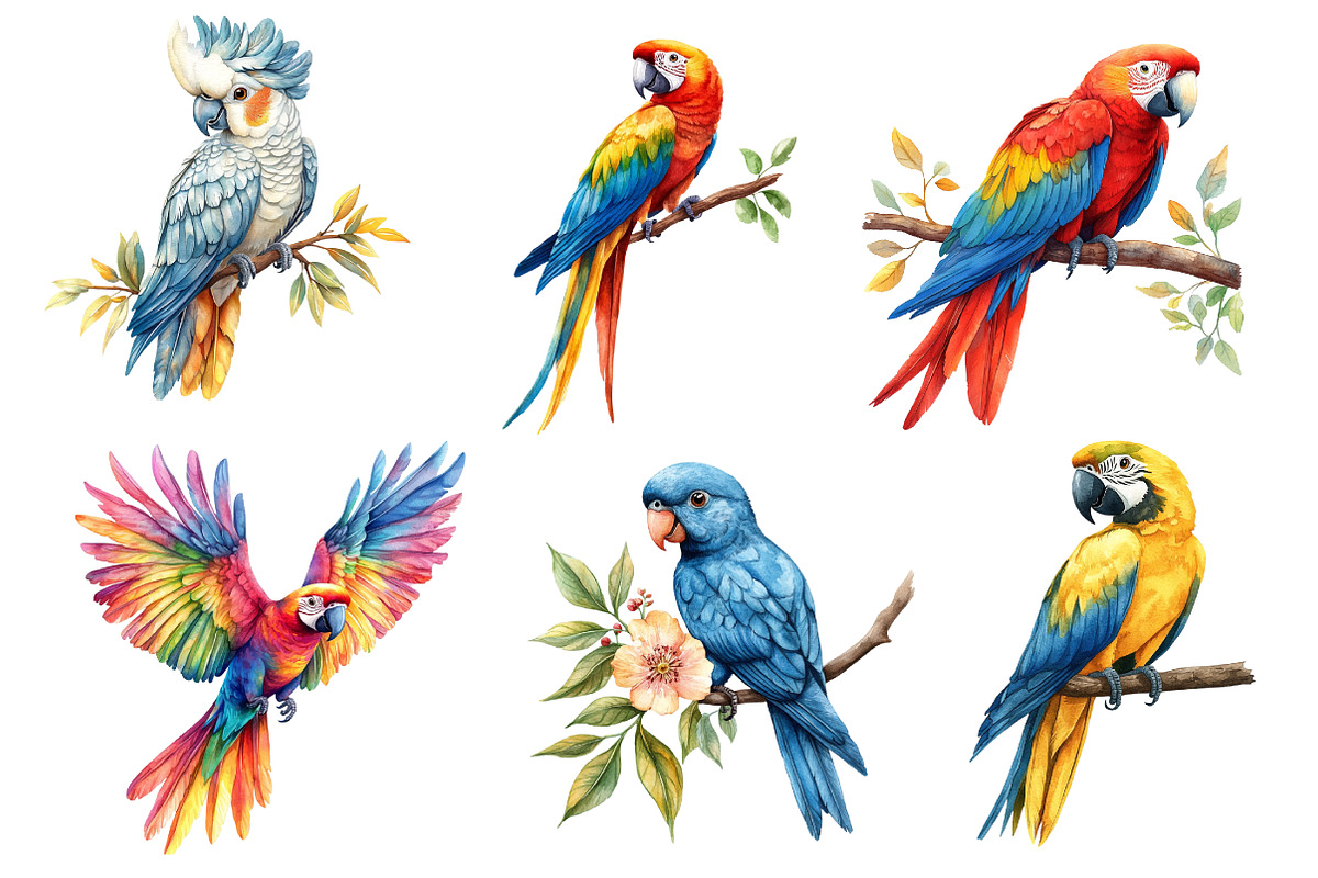 Parrots Watercolor Clipart,, an Illustration by Dream Creation (Photo 5 of 7)