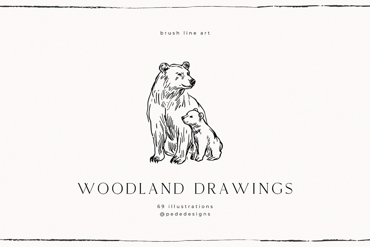 Woodland Drawings, an Animal Illustration by PeDe Designs (Photo 5 of 9)
