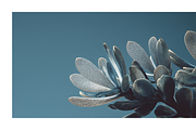 Arid Co · Desert Plantscape, a Texture Illustration by milatovar (Thumbnail 19 of 20)