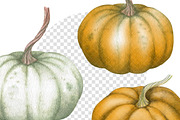 Autumn Pumpkin Watercolor Clipart, a Decorative Illustration by Watercolor Clipart (Thumbnail 4 of 4)