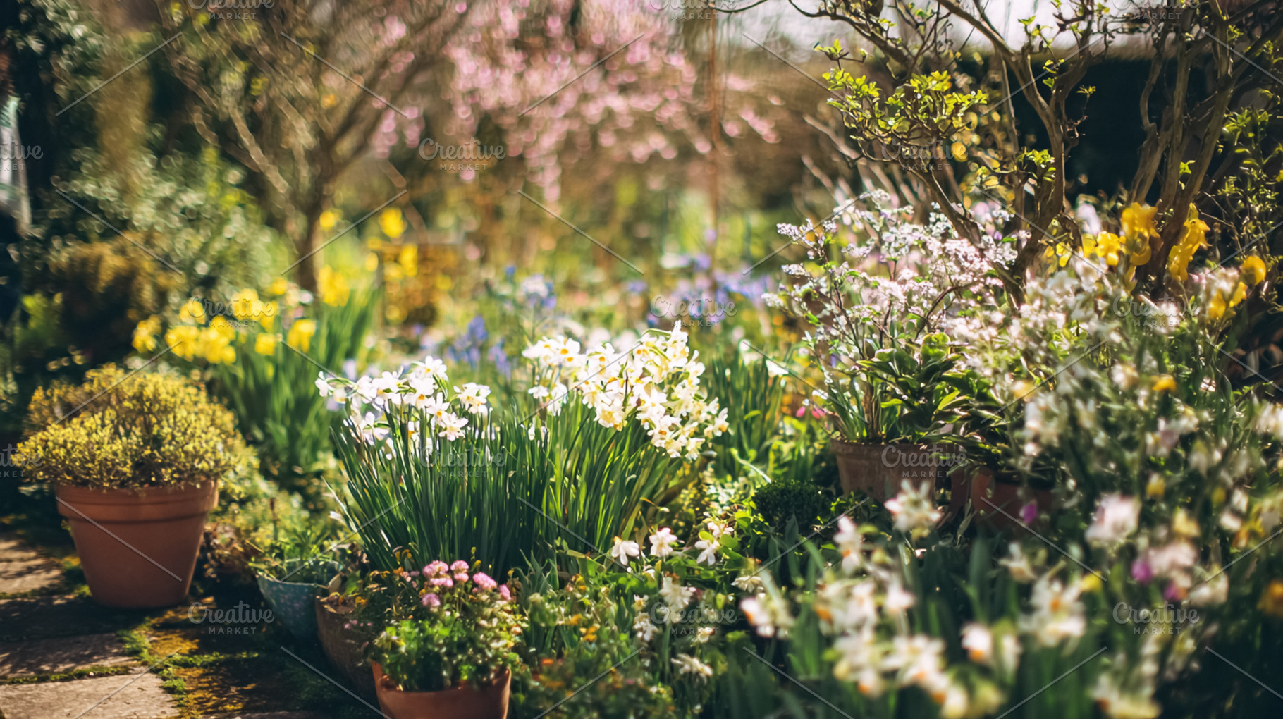 Spring garden blooming with colorful flowers, narcissus, daffodi, a Photo by Studio ANNA