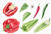 Watercolor vegetables and herbs, an Illustration by Elegantia (Thumbnail 6 of 7)