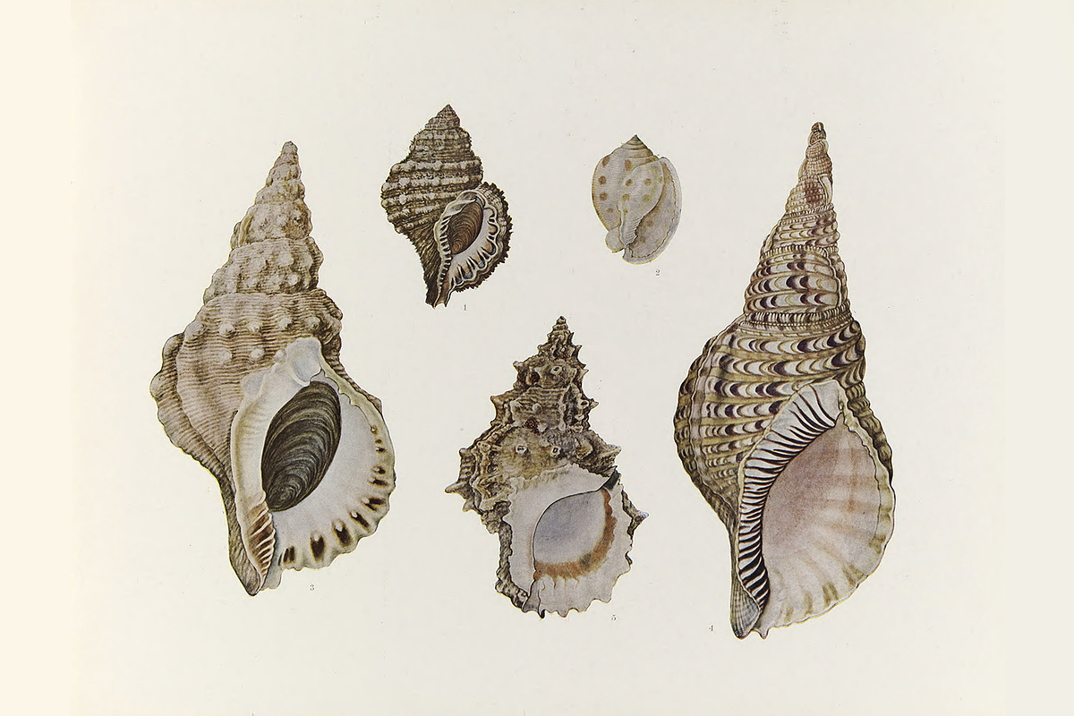 Kumataro Ito Japanese Aquatic Art, an Animal Illustration by Digital Museum (Photo 8 of 13)
