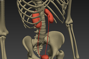 Animated internal organs, skeleton, a Characters & Person 3D Model by konstantin.ermolaev (Thumbnail 26 of 29)