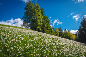 White daffodil flowers on the glade, a Nature Photo by Alpine Dreams