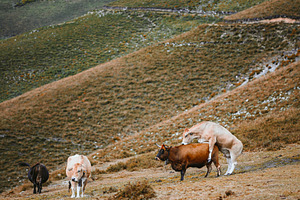 Cows on mountain pasture, an Animal Photo by SkyNext