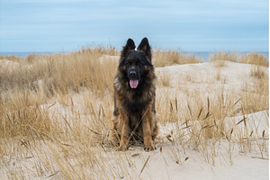 German Shepherd Dog on the beach at