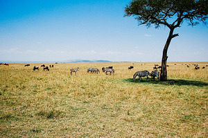 Safari in masai mara kenya containing africa, savannah, and savanna