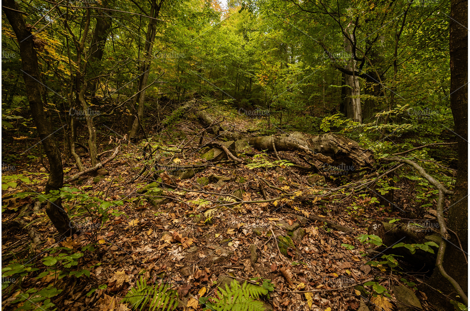 Beautiful autumn landscape, a Nature Photo by Nature and travel