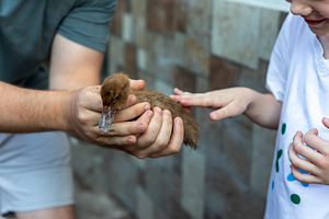 Child Petting Baby Duckling, a Person Photo by Ales Munt