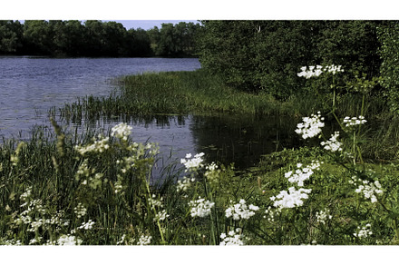 Green summer sunny landscape, a Nature Photo by Media Whale Stock
