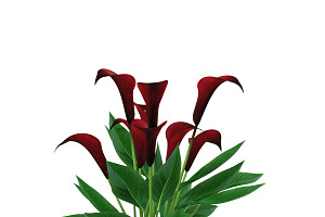 Calla Lily Purple