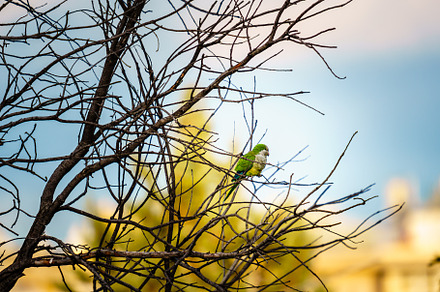 Monk parakeet also known as the Quaker parrot, an Animal Photo by Architect´s eye