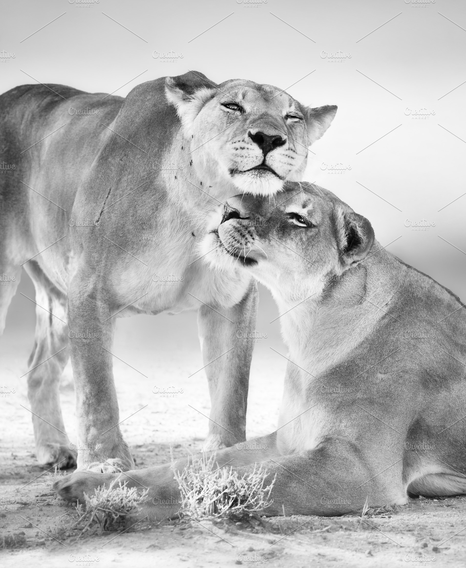Lion affection, an Animal Photo by Etienne & Yolandi Outram