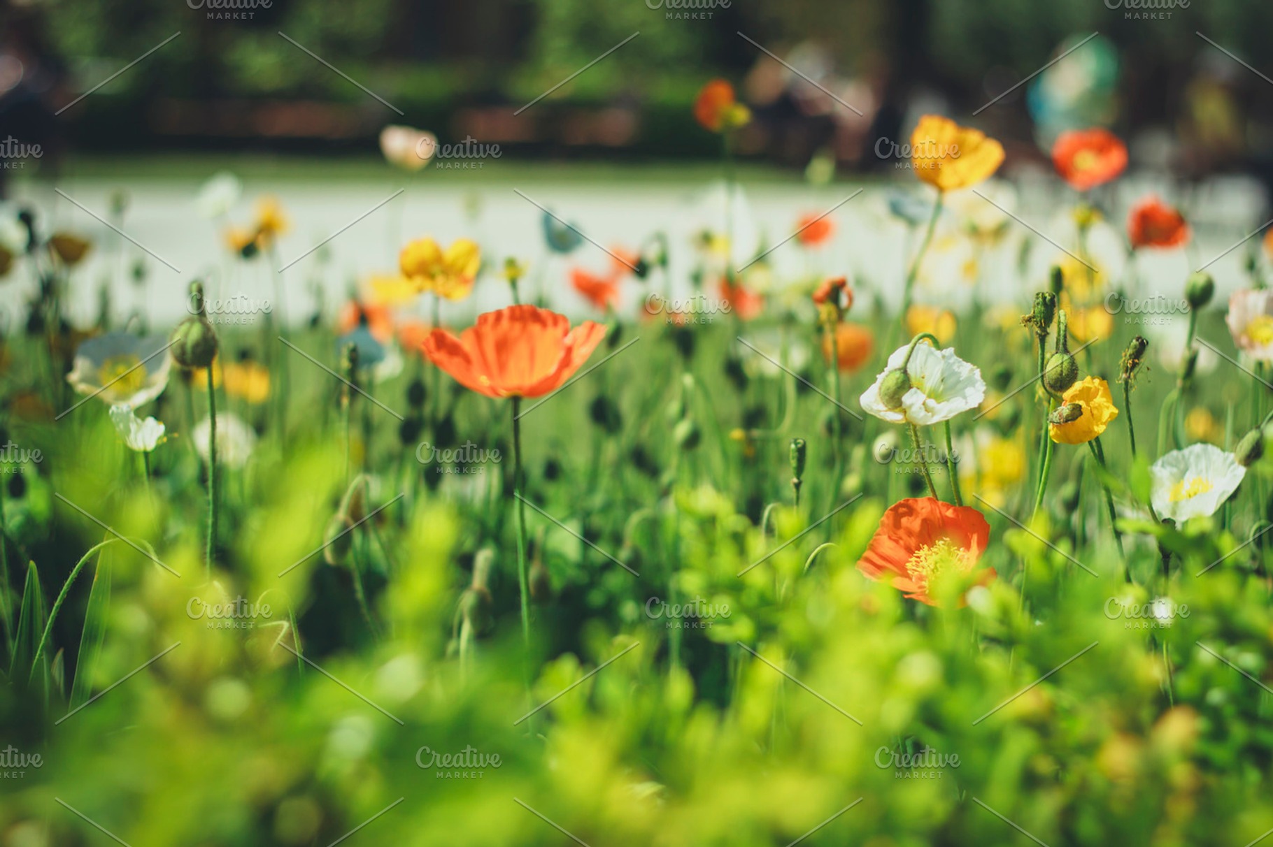 Poppy Flowers Containing Flowers Poppy And Poppies
