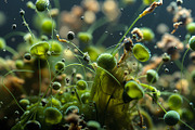 52 Fictional Microscopic Organisms, an Abstract Photo by h.utomo (Thumbnail 12 of 52)