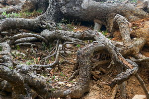 Root of big tree, a Nature Photo by Vapi