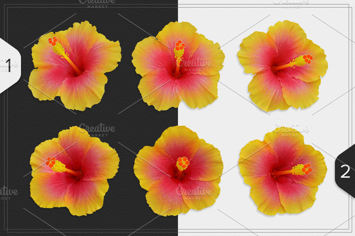 Hibiscus Flower isolated, an Object Graphic by pixelworkz (Photo 2 of 4)