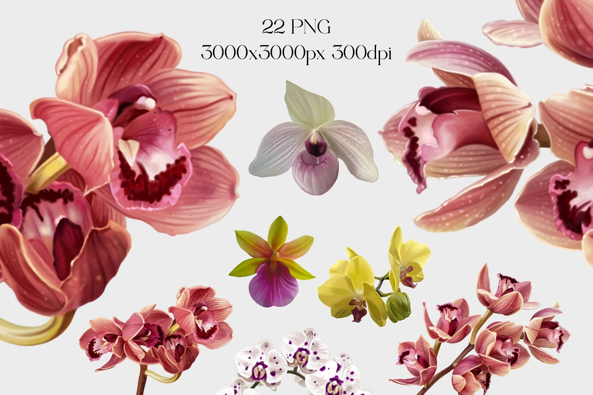Realistic orchid oil - Bundle flower, a Decorative Illustration by NNclipart (Photo 2 of 4)