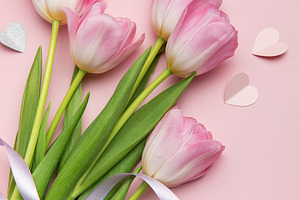 Pink tulips with purple ribbon and paper hearts creating lovely, a Holiday Photo by Olena Rudo