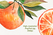 Watercolor Orange Fruit Clipart, a Food Illustration by Dina Guiter (Thumbnail 5 of 10)