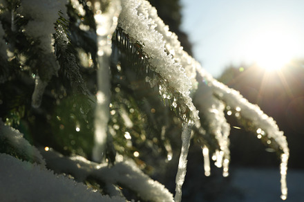 Conifer tree with snow in sunny day, close up, a Nature Photo by AtlasStudio PRO