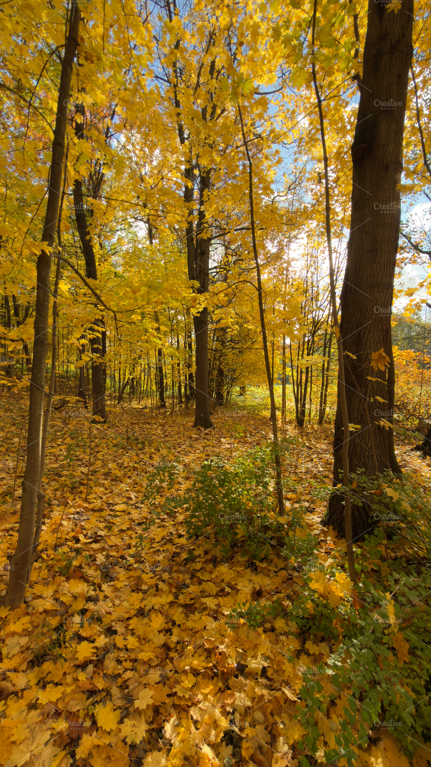 A serene forest path covered with vibrant yellow autumn leaves, surrounded by t, a Nature Photo by Textures & Backgrounds