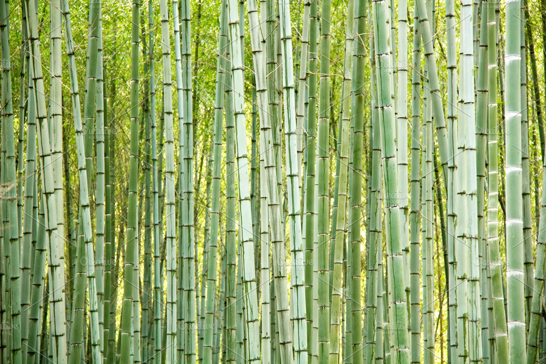Bamboo trees background, an Abstract Photo by BOOCYS