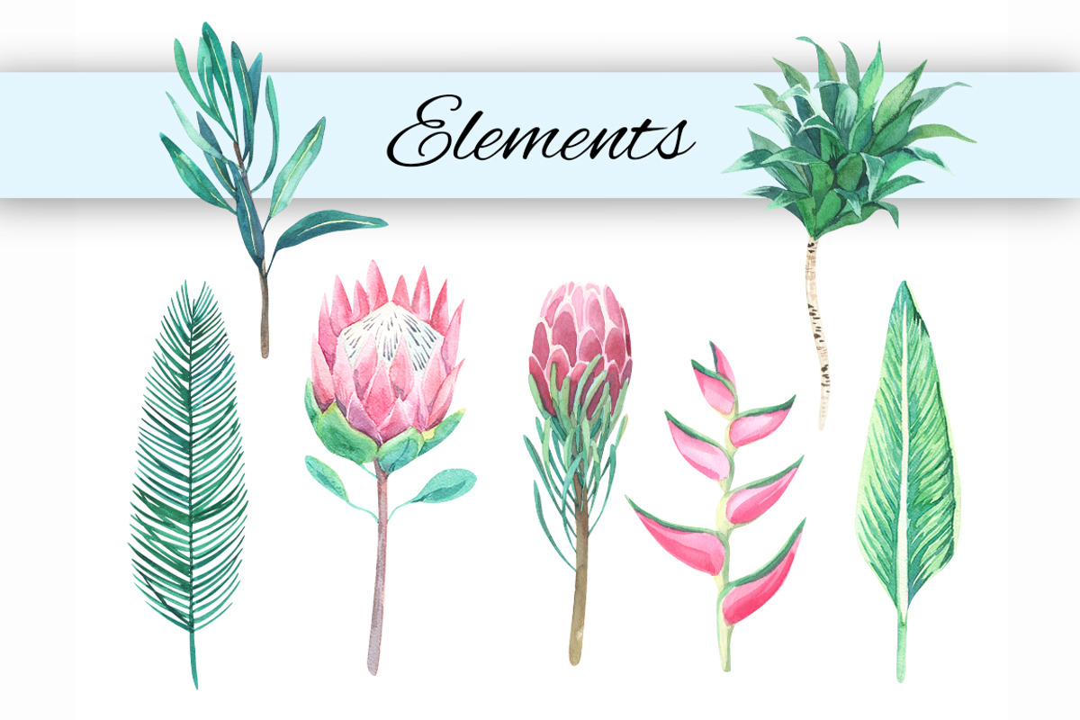 King protea. Watercolor clip art., an Illustration by Anyuka (Photo 2 of 4)